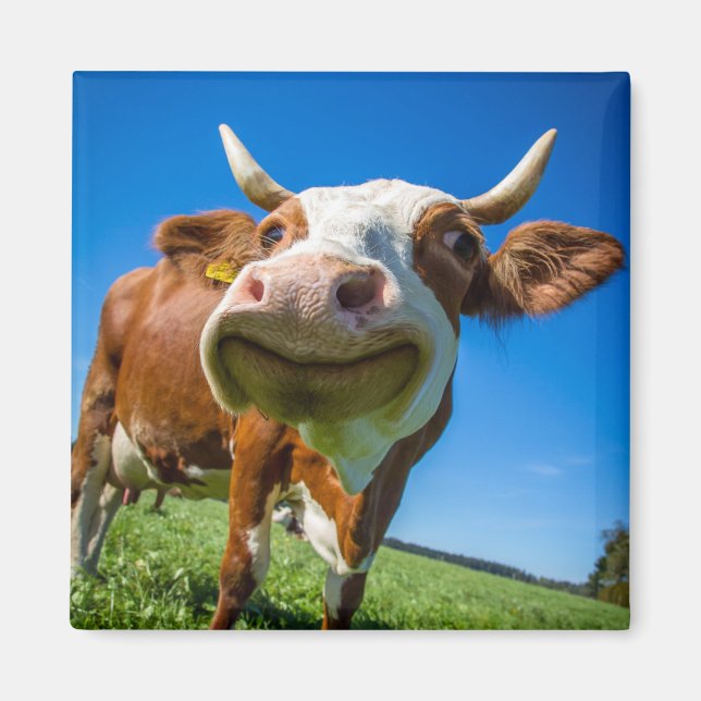 Smiling Cow Magnet (Front)