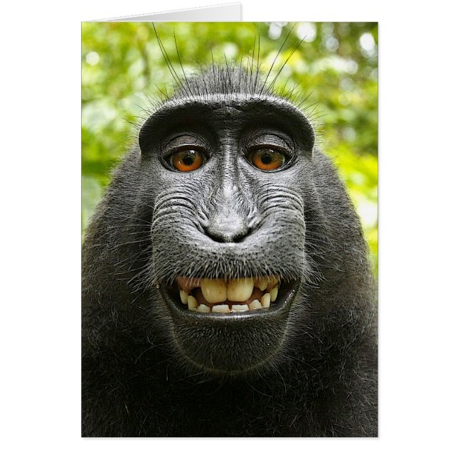 Smiling Crested Celebes Macaque (Front)