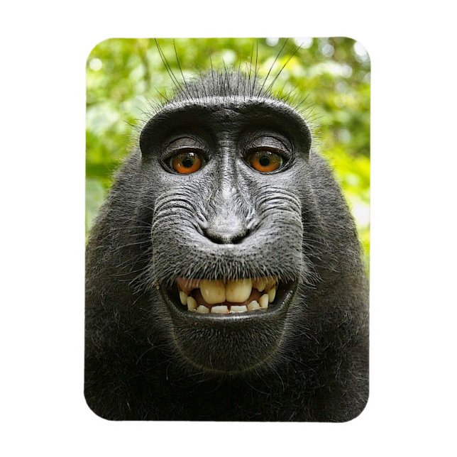 Smiling Crested Celebes Macaque Monkey Magnet (Vertical)