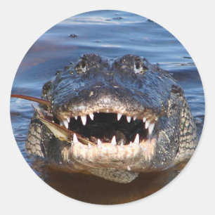 Smiling Crocodile Classic Round Sticker