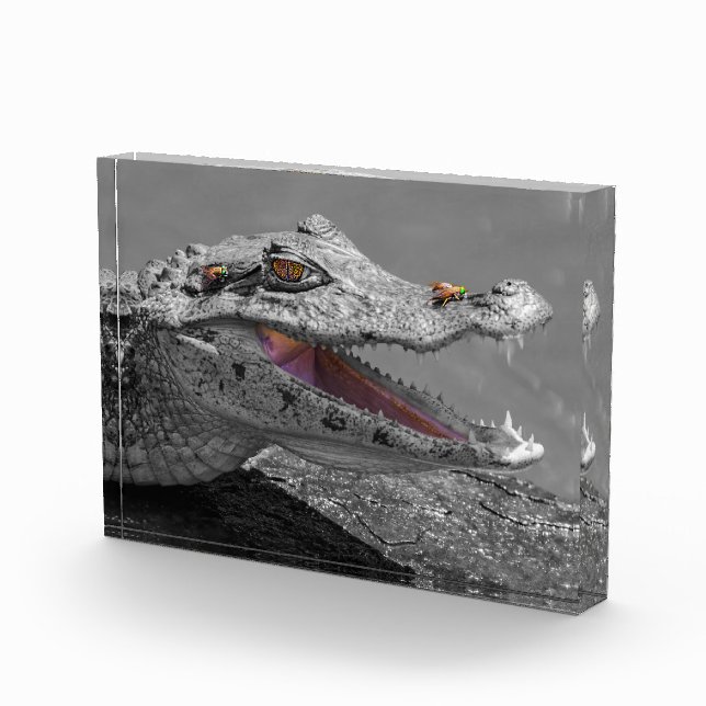 Smiling crocodile in Tortuguero - Costa Rica Photo Block (Right)