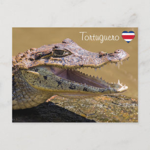 Smiling crocodile in Tortuguero - Costa Rica Postcard