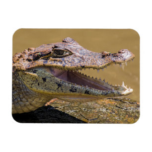 Smiling crocodile magnet
