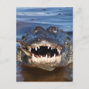 Smiling Crocodile Postcard