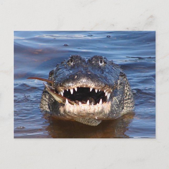 Smiling Crocodile Postcard (Front)