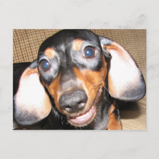 Smiling Dachshund Postcard