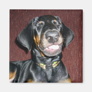 Smiling Doberman Pinscher Puppy Magnet