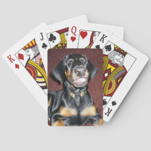 Smiling Doberman Puppy Playing Cards
