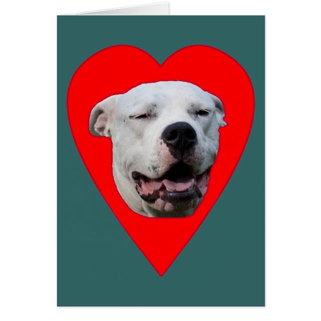 Smiling Dogo Argentino (Front)