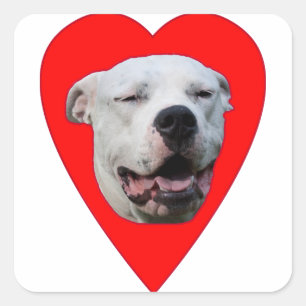 Smiling Dogo Argentino Square Sticker