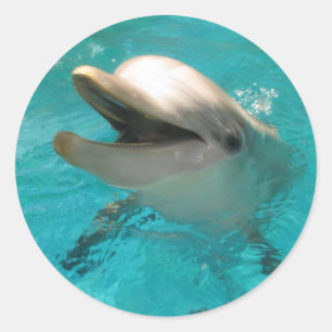 Smiling Dolphin Classic Round Sticker