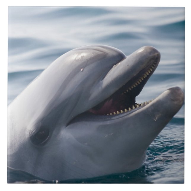 Smiling Dolphin Close‑Up Above Clear Blue Water Ceramic Tile (Front)