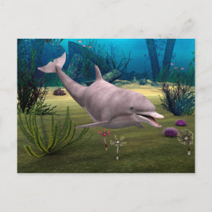 Smiling Dolphin Postcard
