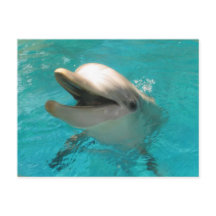 Smiling Dolphin