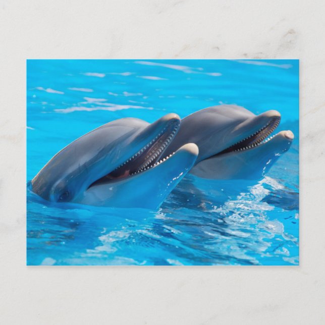Smiling Dolphins Postcard (Front)