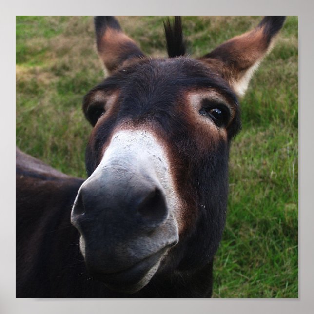 Smiling Donkey Print (Front)