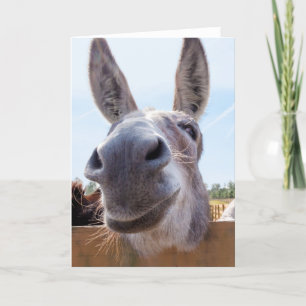 Smiling Donkey with Silly Grin Card