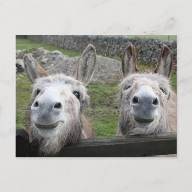 Smiling Donkeys! Postcard (Front)