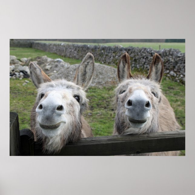 Smiling Donkeys Poster (Front)
