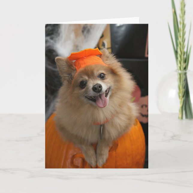 Smiling Foxy Pomeranian Puppy in Pumpkin Halloween Card (Front)