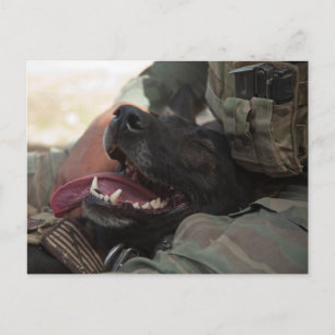 Smiling German Shepherd Military Dog Postcard