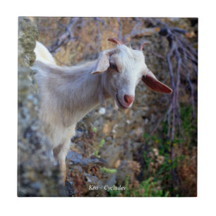 Smiling goat ceramic tile