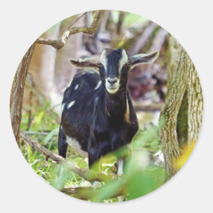 Smiling Goat Classic Round Sticker
