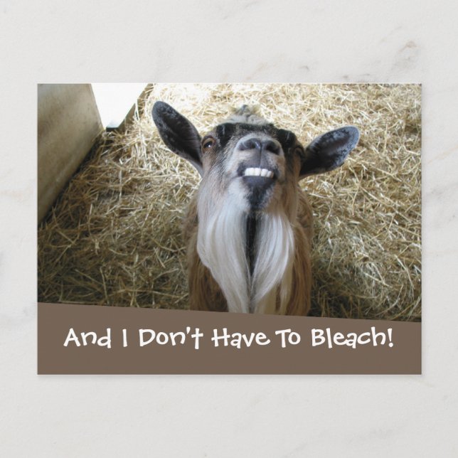 Smiling Goat Postcard (Front)