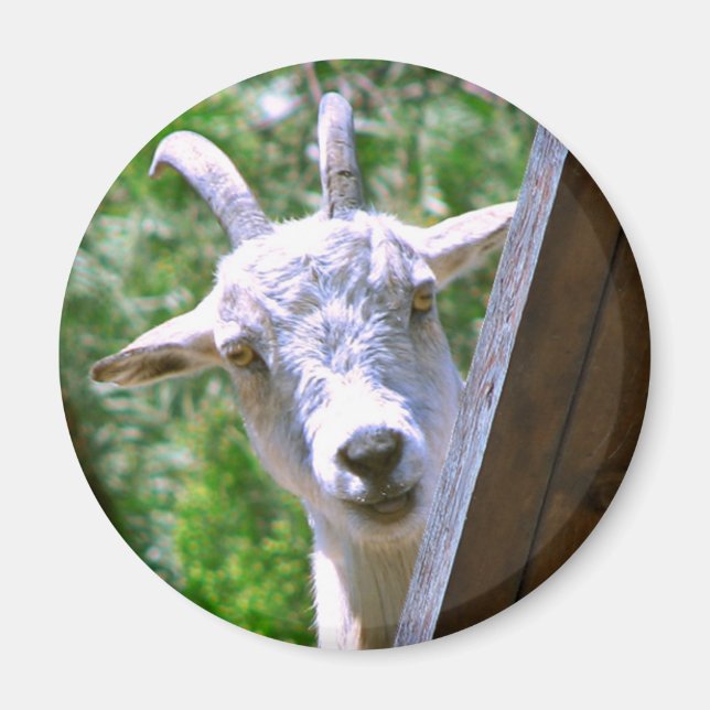 Smiling Goat round magnet (Front)
