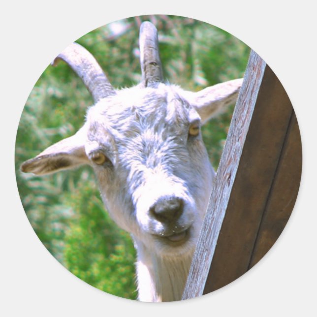 Smiling Goat stickers (Front)