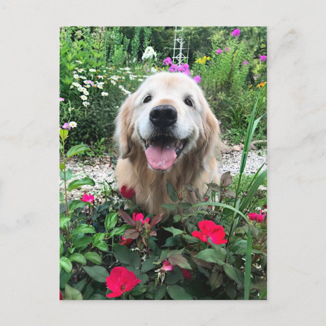 Smiling Golden Retriever Dog Among Flowers Blank Postcard (Front)