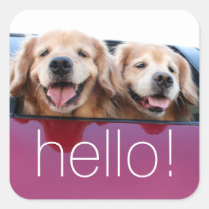 Smiling Golden Retriever Dogs in Car Window Hello Square Sticker