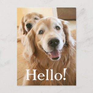 Smiling Golden Retriever Hello Postcard