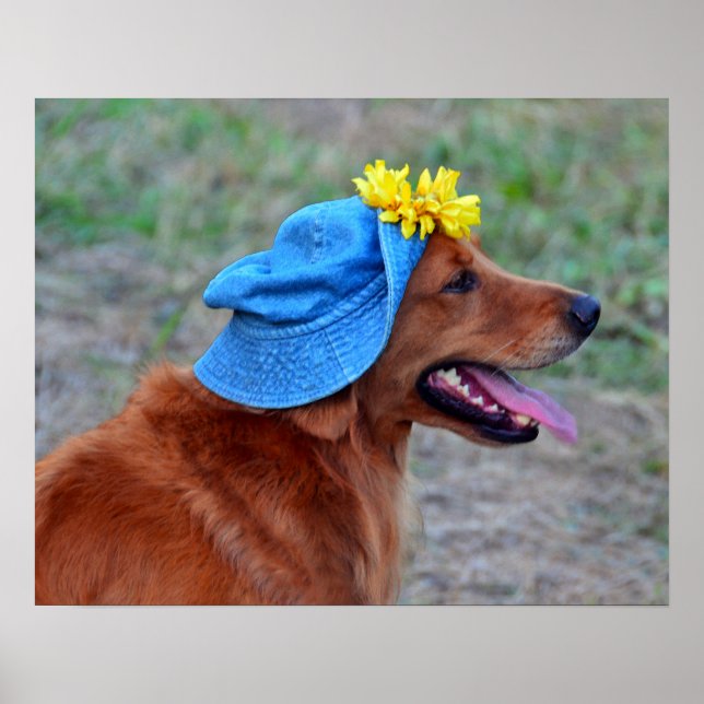 Smiling Golden Retriever in Hat Poster (Front)