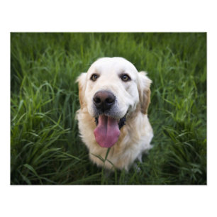 Smiling Golden Retriever  Photo Print