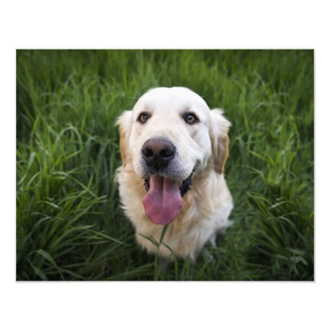 Smiling Golden Retriever  Photo Print (Front)