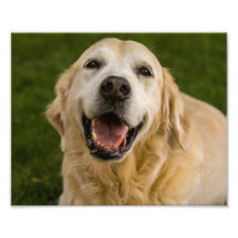 Smiling Golden Retriever Portrait