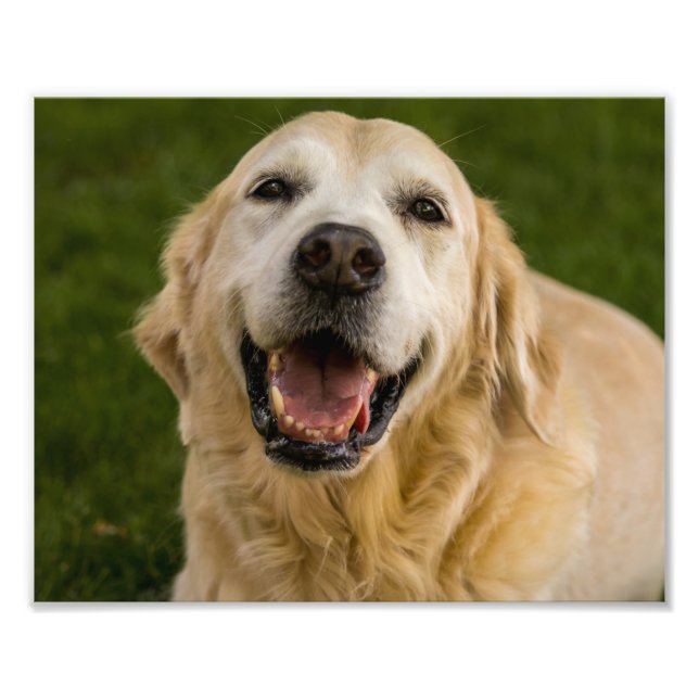 Smiling Golden Retriever Portrait Photo Print (Front)