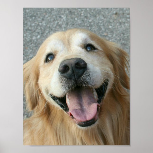 Smiling Golden Retriever Poster (Front)
