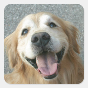 Smiling Golden Retriever Square Sticker