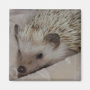 Smiling Hedgehog Magnet