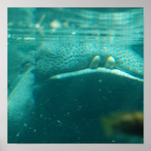 Smiling Hippo Poster