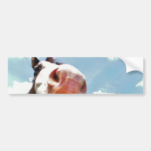 Smiling Horse Bumper Sticker