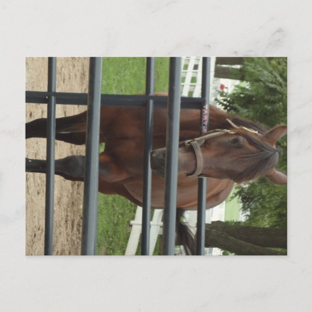 smiling horse postcard (Front)