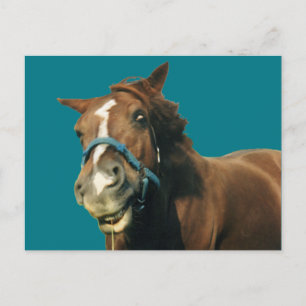 Smiling Horse Postcard