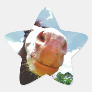 Smiling Horse Star Sticker