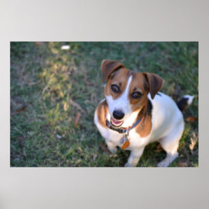 Smiling Jack Russell Terrier Poster