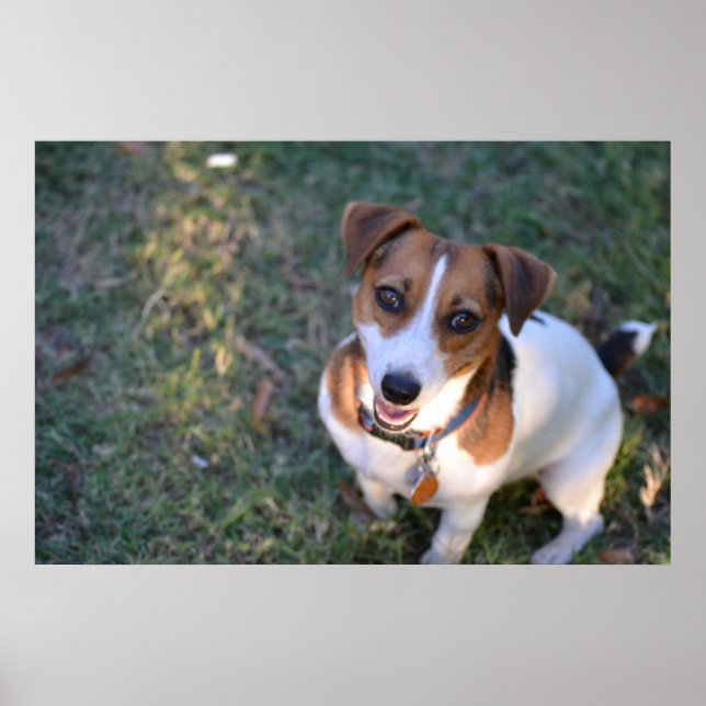 Smiling Jack Russell Terrier Poster (Front)