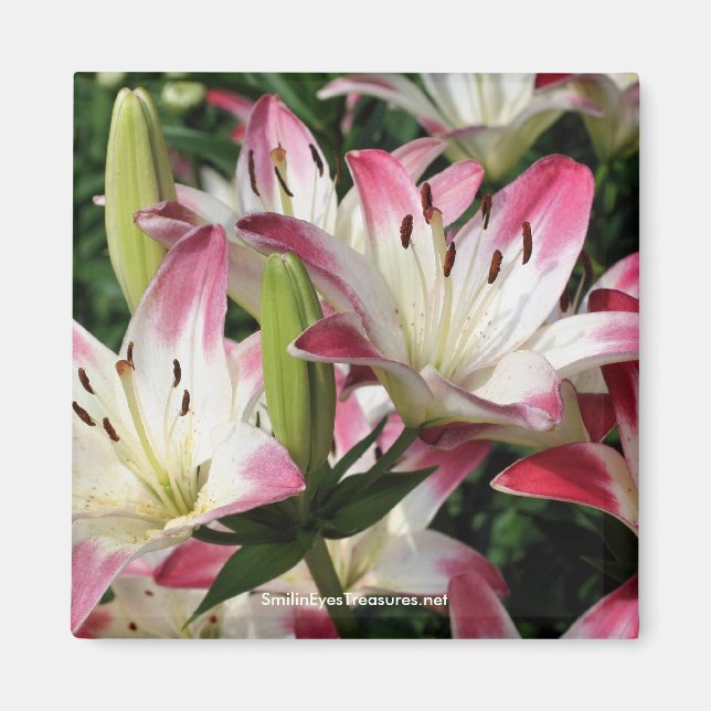 Smiling Lilies Flower Photography Magnet (Front)