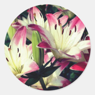 Smiling Lily Flowers  Classic Round Sticker